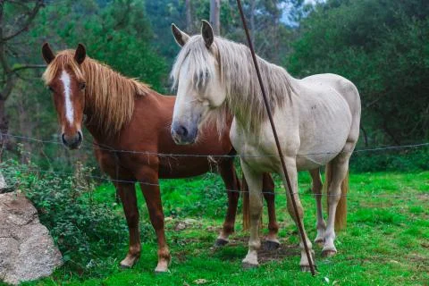 Two beautiful horses Stock-Fotos