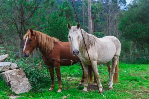 Two beautiful horses Stock-Fotos