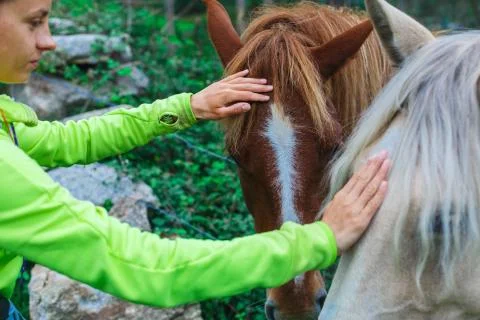 Two beautiful horses Stock Photos