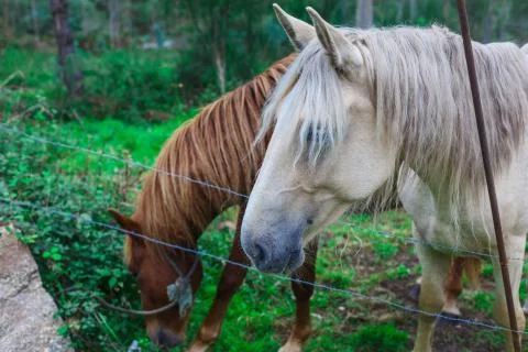 Two beautiful horses Fotos de archivo