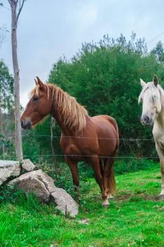 Two beautiful horses Stock-Fotos