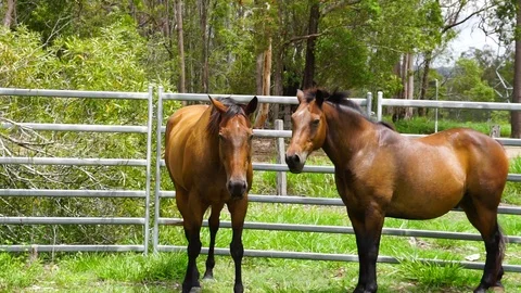 Two beautiful horses stand side by side in green fenced yard, slow motion, sunny Stock Footage 124349135