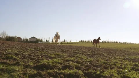 Two beautiful horses walking in a rural sunny field Stock Footage 335523945