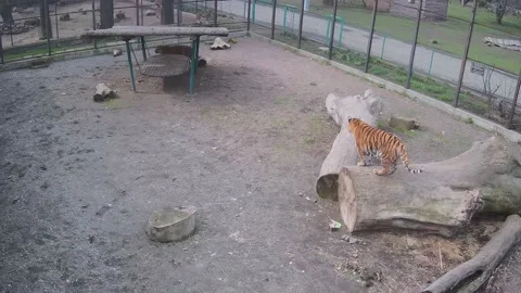 Two beautiful large tigers in a cage Stock Footage 151908657