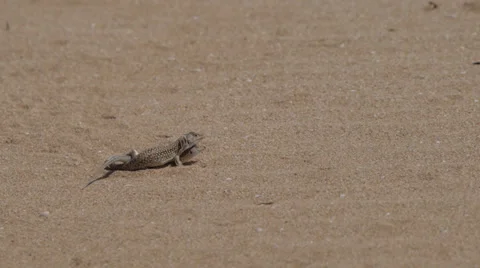 Two beautiful lizards bask on the sand in the desert.  Stock Footage 36843870