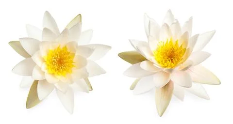 Two beautiful lotus flowers isolated on white Stock Photos