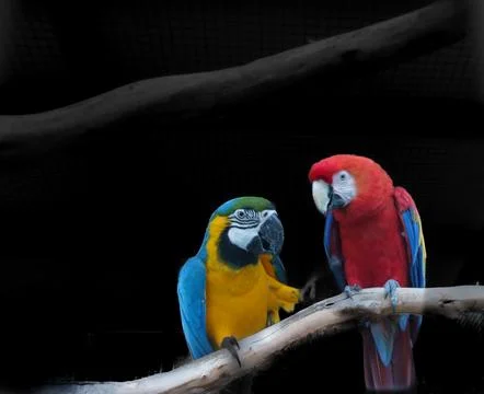 Two beautiful macaws of different species caged. Foto stock