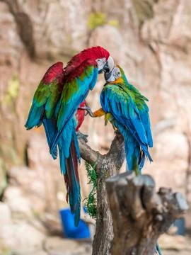 Two beautiful macaws touching and playing with their strong beaks Stock Photos