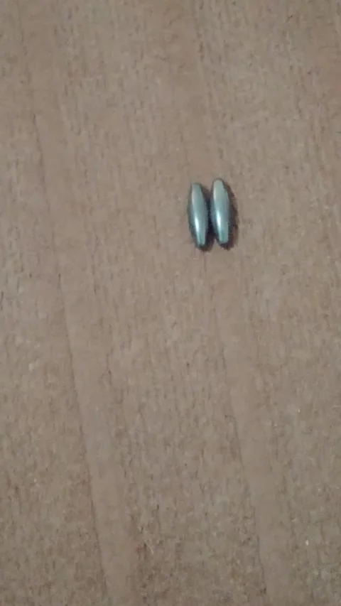 Two beautiful magnet on a carpet Stock Footage 321926604