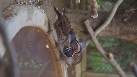 Two beautiful mandarin ducks drinking water from a bowl in an outdoor park .. Video stock 331725508