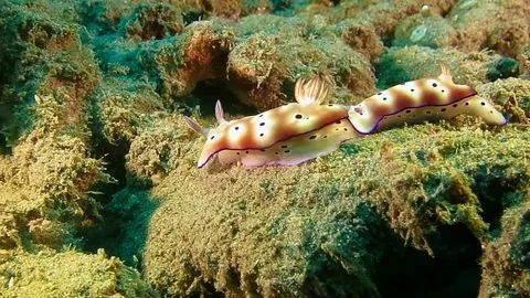 Two  beautiful mating tryon's hypselodoris nudibranch (Hypselodoris tryoni) Stock Footage 80623317