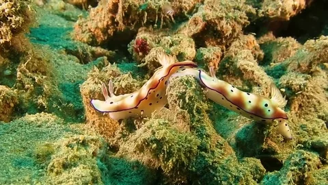 Two  beautiful mating tryon's hypselodoris nudibranch (Hypselodoris tryoni) Stock Footage 80628348