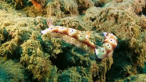 Two  beautiful mating tryon's hypselodoris nudibranch (Hypselodoris tryoni) Stock Footage 80664921