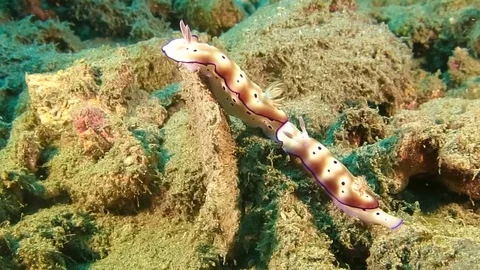 Two  beautiful mating tryon's hypselodoris nudibranch (Hypselodoris tryoni) Stock Footage 80665024