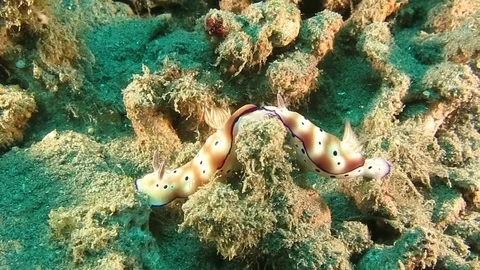 Two  beautiful mating tryon's hypselodoris nudibranch (Hypselodoris tryoni) Stock Footage 80665030
