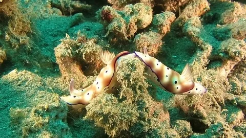 Two  beautiful mating tryon's hypselodoris nudibranch (Hypselodoris tryoni) Stock Footage 80665033