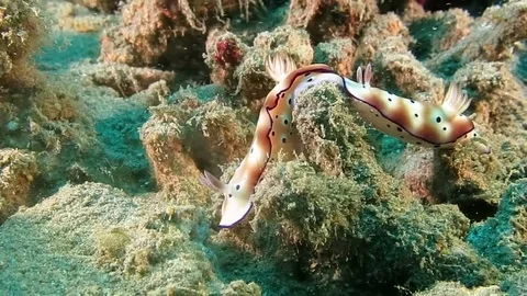 Two  beautiful mating tryon's hypselodoris nudibranch (Hypselodoris tryoni) Stock Footage 80665037