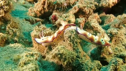 Two  beautiful mating tryon's hypselodoris nudibranch (Hypselodoris tryoni) Stock Footage 80665225