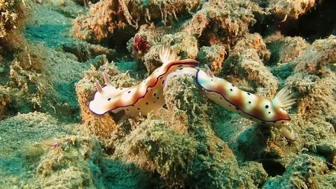 Two  beautiful mating tryon's hypselodoris nudibranch (Hypselodoris tryoni) Stock Footage 80665406
