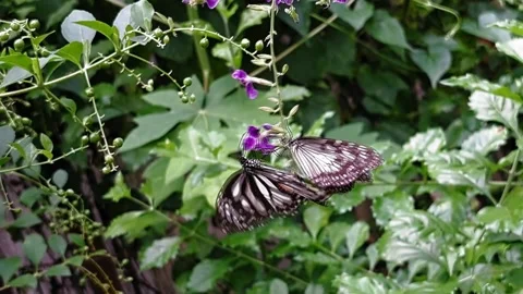 Two beautiful Monarch butterfly taking nectar from a purple flowers Stock Footage 287797158