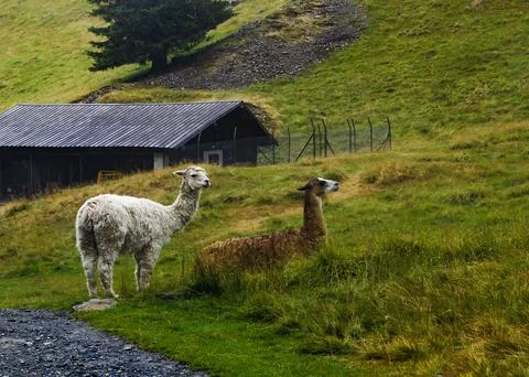 Two beautiful multi-colored llamas in the mountains on a foggy morning Stock Photos
