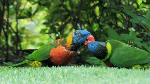 Two beautiful multicolored lorikeet parrots Trichoglossus parrots are eating Video stock 171273895