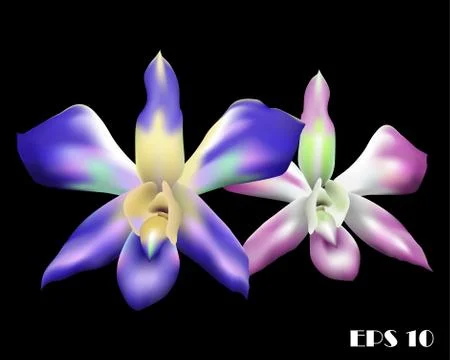 Two beautiful multicolored orchids eps 10 Stock Illustration