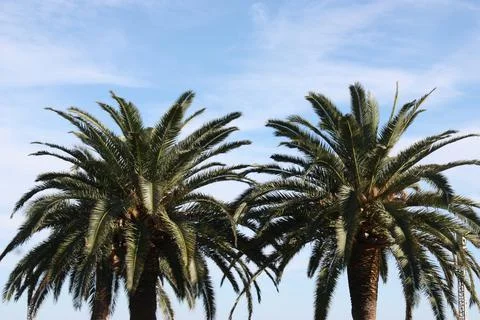 Two beautiful palm trees Stock Photos