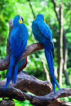 Two of beautiful parrots Stock Photos