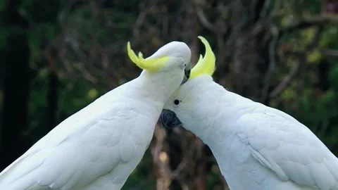 Two beautiful parrots playing each other Stock-Footage 247354173