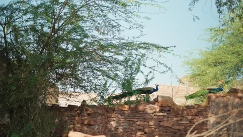 Two beautiful peacock or mayor walking on a stone wall in blue city jodhpur Stock Footage 284440930