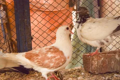 Two Beautiful Pigeons Stock Photos