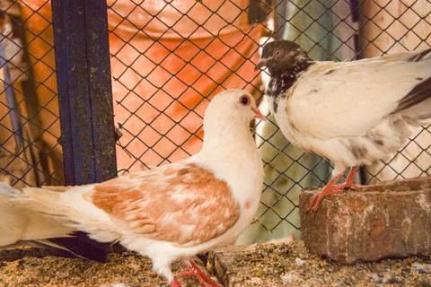 Two Beautiful Pigeons Stock Photos