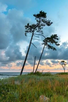 Two beautiful pine trees on the dunes of the Baltic Sea at sunrise. Beautif.. Stock Photos