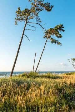Two beautiful pine trees grow in the dunes over the Baltic Sea Stock Photos