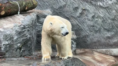 Two beautiful polar bears. 4K video clip. Stock Footage 232035010