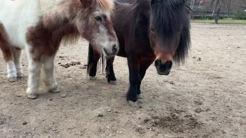 Two beautiful ponies looking at camera. tilt-up Video stock 277551855