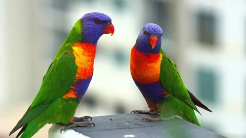 Two beautiful rainbow lorikeets perched together on metal rail against soft Stock Footage 340860998