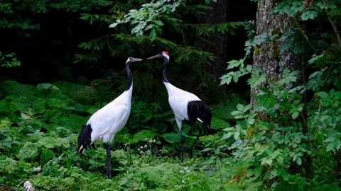 Two Beautiful Red Crowned Cranes Stand In The Wild Forest Stock Footage 329845012