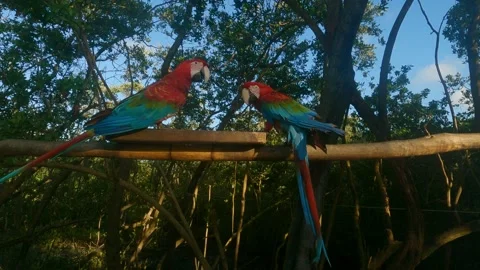 Two beautiful red parrots standing on a branch. Stock Footage 170253064