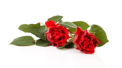 Two beautiful red roses Stock Photos