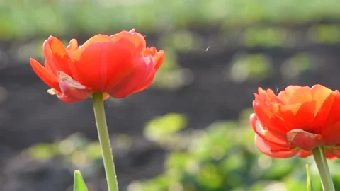 Two beautiful red tulips close up in summer in sunlight Stock Footage 160957599