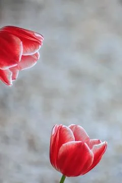 Two beautiful red tulips Stock Photos