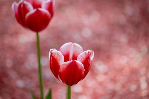 Two beautiful red tulips Stock Photos