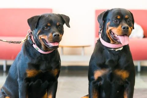 Two beautiful rottweilers Fotos Stock