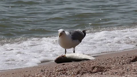 Two beautiful seagulls on the seashore share prey fish Stock Footage 134025264