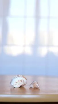 Two beautiful seashells are lying on a smooth wooden table on a light blurred Stock Photos