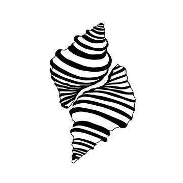 Two beautiful seashells ink white background Stock Illustration
