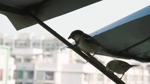 Two beautiful sparrows sitting under a shade - avian, colorful birds Stock-Footage 203868756