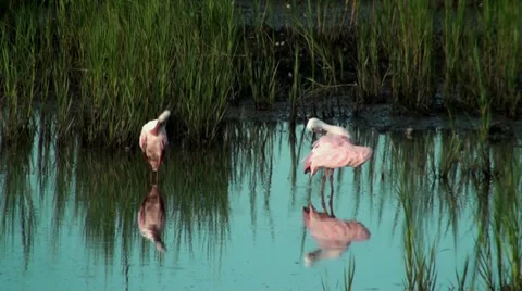 Two beautiful Spoonbills Stock Footage 28075792